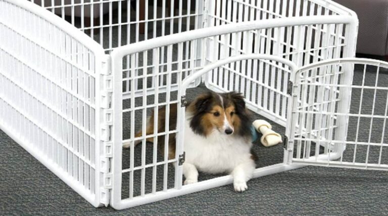Crate Train Puppy Schedule You Should Know About